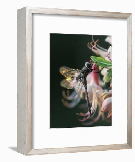 Close-up of Dragonfly Backlit on Azalea, Georgia, USA-Nancy Rotenberg-Framed Photographic Print