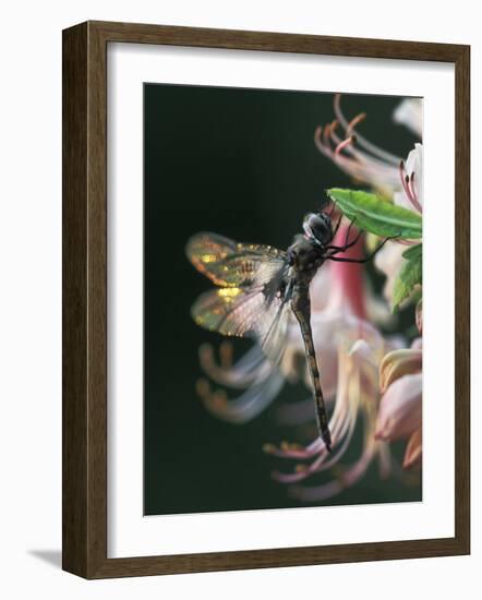 Close-up of Dragonfly Backlit on Azalea, Georgia, USA-Nancy Rotenberg-Framed Photographic Print