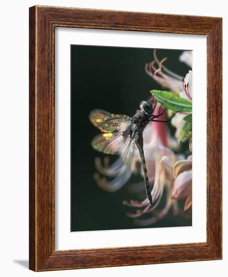 Close-up of Dragonfly Backlit on Azalea, Georgia, USA-Nancy Rotenberg-Framed Photographic Print