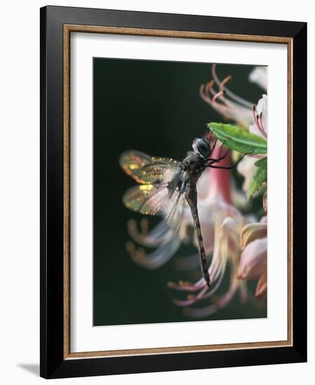 Close-up of Dragonfly Backlit on Azalea, Georgia, USA-Nancy Rotenberg-Framed Photographic Print