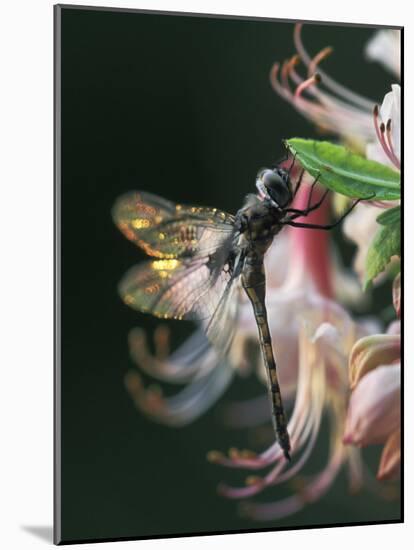 Close-up of Dragonfly Backlit on Azalea, Georgia, USA-Nancy Rotenberg-Mounted Photographic Print