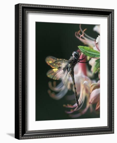 Close-up of Dragonfly Backlit on Azalea, Georgia, USA-Nancy Rotenberg-Framed Photographic Print