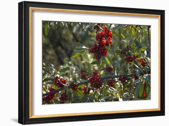 Close Up of Edible Berries. North Dakota, USA-Angel Wynn-Framed Photographic Print