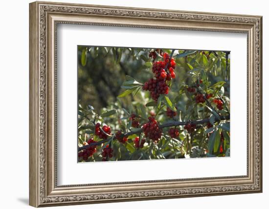 Close Up of Edible Berries. North Dakota, USA-Angel Wynn-Framed Photographic Print