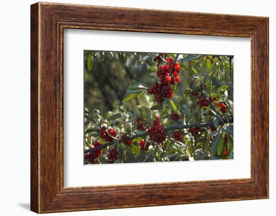 Close Up of Edible Berries. North Dakota, USA-Angel Wynn-Framed Photographic Print
