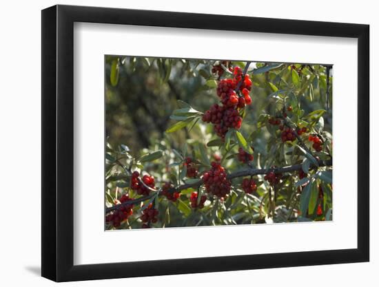 Close Up of Edible Berries. North Dakota, USA-Angel Wynn-Framed Photographic Print