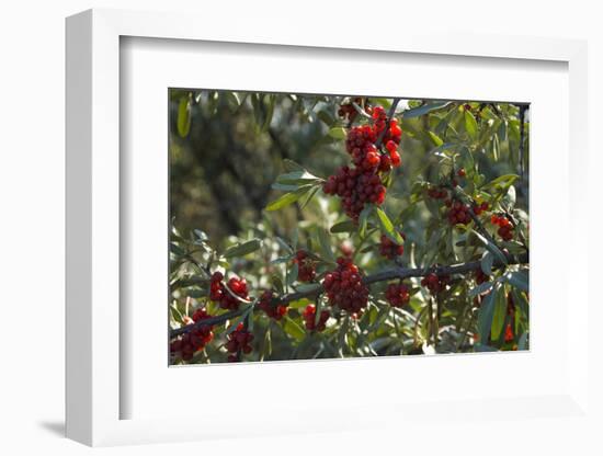 Close Up of Edible Berries. North Dakota, USA-Angel Wynn-Framed Photographic Print