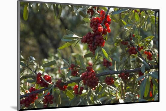 Close Up of Edible Berries. North Dakota, USA-Angel Wynn-Mounted Photographic Print