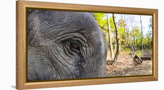 Close-up of elephant, India-Panoramic Images-Framed Premier Image Canvas