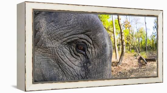 Close-up of elephant, India-Panoramic Images-Framed Premier Image Canvas