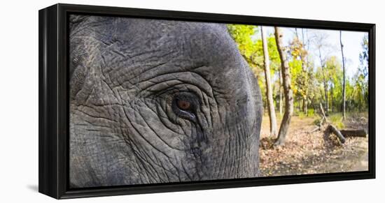 Close-up of elephant, India-Panoramic Images-Framed Premier Image Canvas