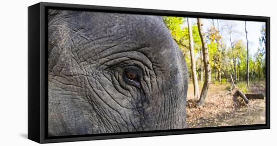 Close-up of elephant, India-Panoramic Images-Framed Premier Image Canvas