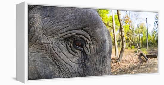 Close-up of elephant, India-Panoramic Images-Framed Premier Image Canvas