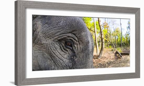 Close-up of elephant, India-Panoramic Images-Framed Photographic Print