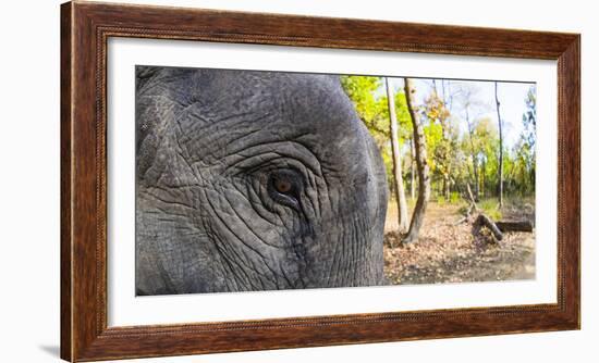 Close-up of elephant, India-Panoramic Images-Framed Photographic Print