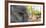 Close-up of elephant, India-Panoramic Images-Framed Photographic Print