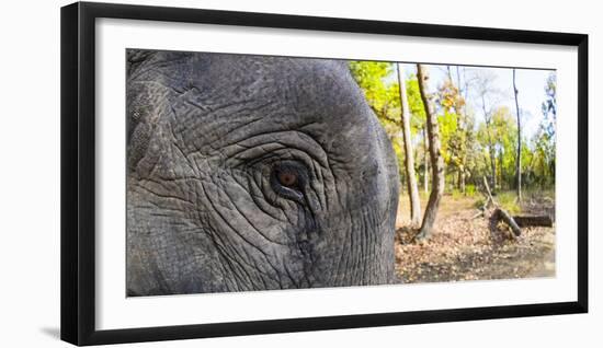 Close-up of elephant, India-Panoramic Images-Framed Photographic Print