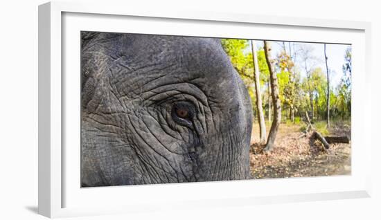 Close-up of elephant, India-Panoramic Images-Framed Photographic Print