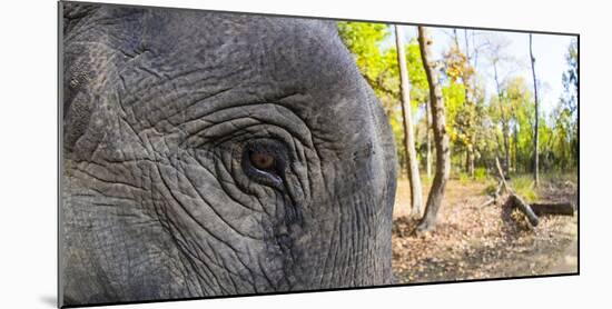 Close-up of elephant, India-Panoramic Images-Mounted Photographic Print