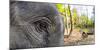Close-up of elephant, India-Panoramic Images-Mounted Photographic Print