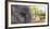 Close-up of elephant, India-Panoramic Images-Framed Photographic Print