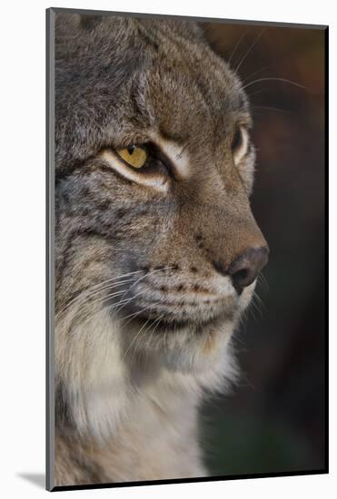 Close-up of Eurasian lynx kitten, aged eight months-Edwin Giesbers-Mounted Photographic Print