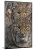 Close-up of Eurasian lynx kittens, aged eight months-Edwin Giesbers-Mounted Photographic Print