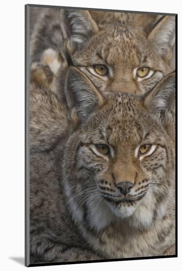 Close-up of Eurasian lynx kittens, aged eight months-Edwin Giesbers-Mounted Photographic Print