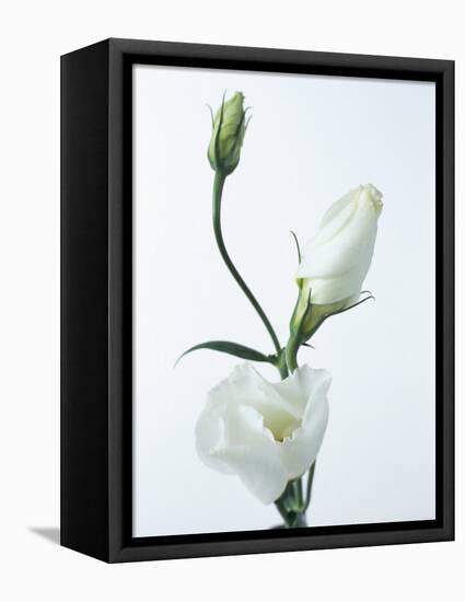 Close-Up of Eustoma Russellanium, Kyoto Pure White, Flower and Buds on a White Background-Pearl Bucknall-Framed Premier Image Canvas