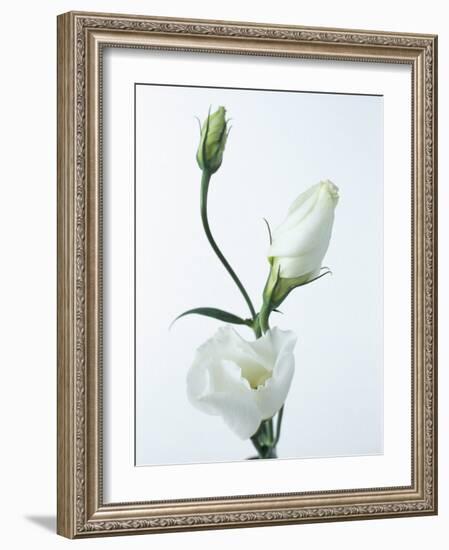 Close-Up of Eustoma Russellanium, Kyoto Pure White, Flower and Buds on a White Background-Pearl Bucknall-Framed Photographic Print