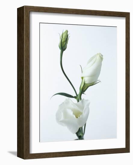 Close-Up of Eustoma Russellanium, Kyoto Pure White, Flower and Buds on a White Background-Pearl Bucknall-Framed Photographic Print