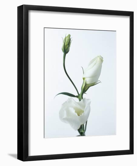 Close-Up of Eustoma Russellanium, Kyoto Pure White, Flower and Buds on a White Background-Pearl Bucknall-Framed Photographic Print