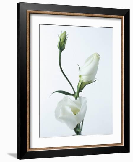 Close-Up of Eustoma Russellanium, Kyoto Pure White, Flower and Buds on a White Background-Pearl Bucknall-Framed Photographic Print