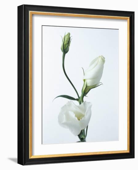 Close-Up of Eustoma Russellanium, Kyoto Pure White, Flower and Buds on a White Background-Pearl Bucknall-Framed Photographic Print
