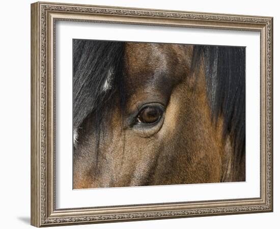 Close Up of Eye of a Paint Mare, Berthoud, Colorado, USA-Carol Walker-Framed Photographic Print