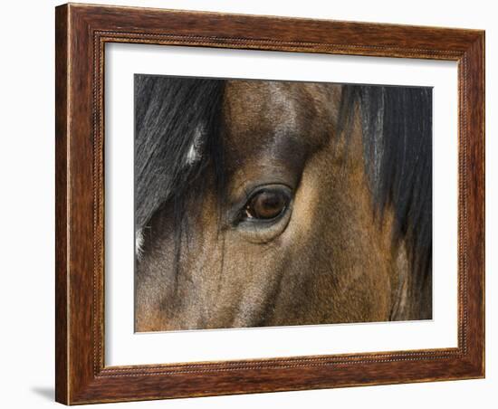 Close Up of Eye of a Paint Mare, Berthoud, Colorado, USA-Carol Walker-Framed Photographic Print