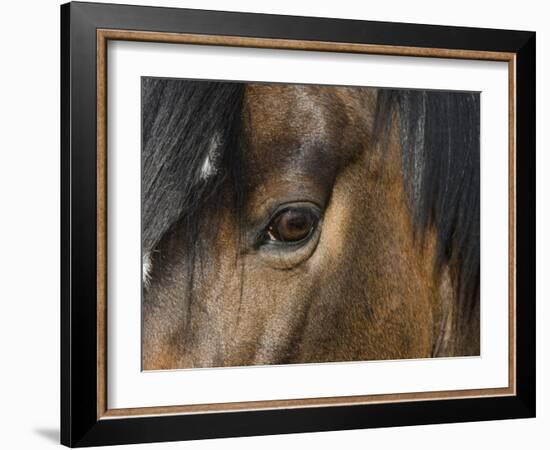 Close Up of Eye of a Paint Mare, Berthoud, Colorado, USA-Carol Walker-Framed Photographic Print