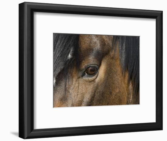 Close Up of Eye of a Paint Mare, Berthoud, Colorado, USA-Carol Walker-Framed Photographic Print