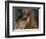 Close Up of Eye of a Paint Mare, Berthoud, Colorado, USA-Carol Walker-Framed Photographic Print