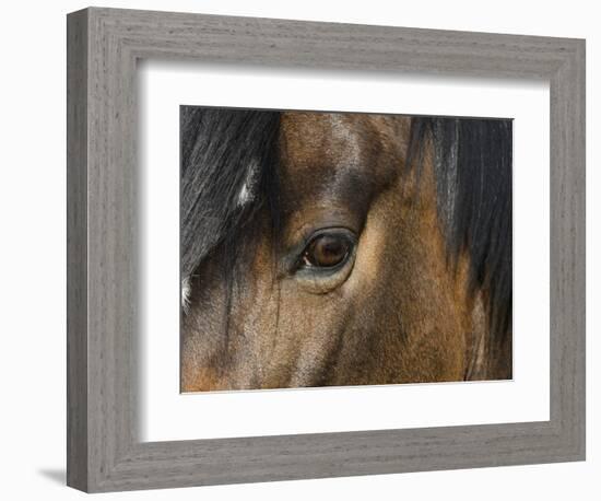 Close Up of Eye of a Paint Mare, Berthoud, Colorado, USA-Carol Walker-Framed Photographic Print