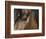 Close Up of Eye of a Paint Mare, Berthoud, Colorado, USA-Carol Walker-Framed Photographic Print