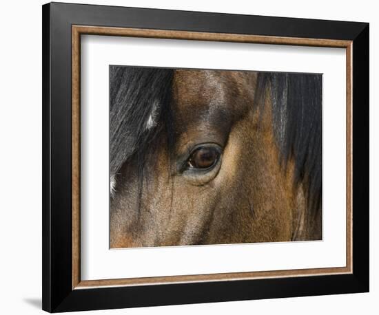 Close Up of Eye of a Paint Mare, Berthoud, Colorado, USA-Carol Walker-Framed Photographic Print