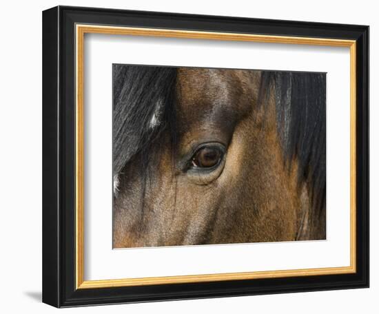 Close Up of Eye of a Paint Mare, Berthoud, Colorado, USA-Carol Walker-Framed Photographic Print