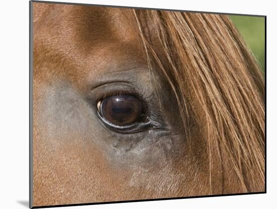 Close Up of Eye of Chestnut Peruvian Paso Stallion, Sante Fe, New Mexico, USA-Carol Walker-Mounted Photographic Print