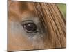Close Up of Eye of Chestnut Peruvian Paso Stallion, Sante Fe, New Mexico, USA-Carol Walker-Mounted Photographic Print