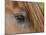 Close Up of Eye of Chestnut Peruvian Paso Stallion, Sante Fe, New Mexico, USA-Carol Walker-Mounted Photographic Print