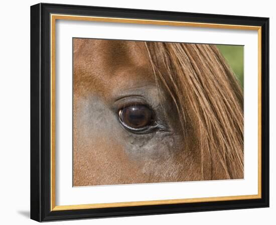 Close Up of Eye of Chestnut Peruvian Paso Stallion, Sante Fe, New Mexico, USA-Carol Walker-Framed Photographic Print