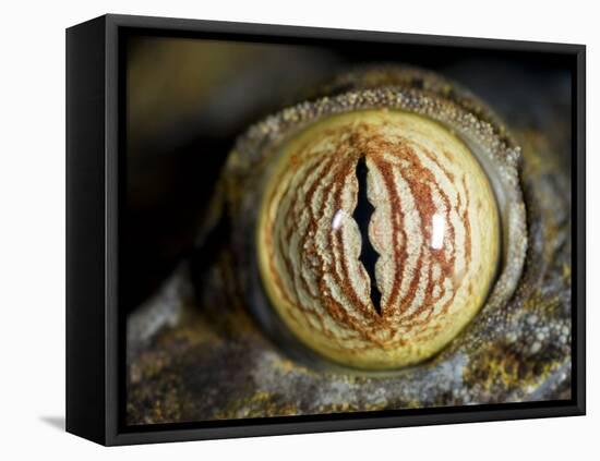 Close Up of Eye of Leaf Tailed Gecko Eye Detail, Nosy Mangabe, Northeast Madagascar-Inaki Relanzon-Framed Premier Image Canvas