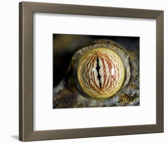 Close Up of Eye of Leaf Tailed Gecko Eye Detail, Nosy Mangabe, Northeast Madagascar-Inaki Relanzon-Framed Photographic Print