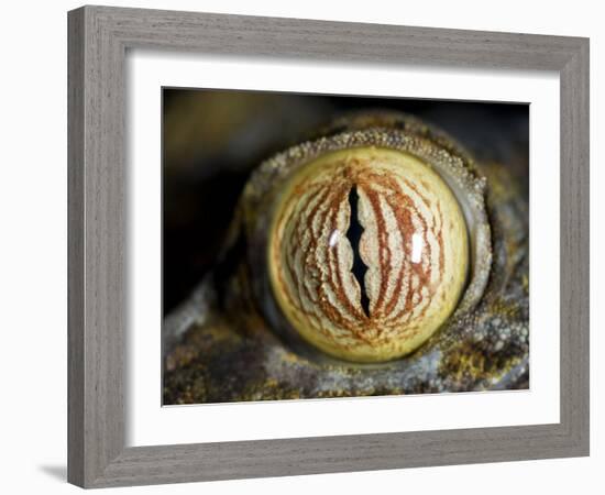 Close Up of Eye of Leaf Tailed Gecko Eye Detail, Nosy Mangabe, Northeast Madagascar-Inaki Relanzon-Framed Photographic Print